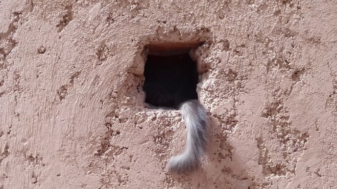 O Pulo do Gato é saber onde fica o Fundo da Fossa!